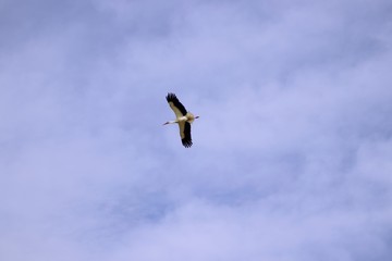 Fliegender Storch von unten