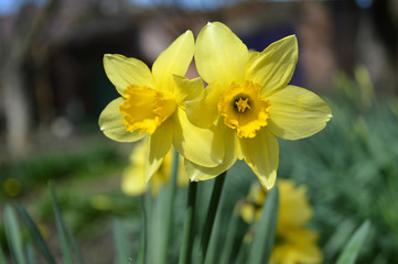 Нарциссы ранней весной на большом поле.