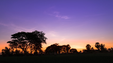Fototapeta na wymiar Silhouette of trees on blue sky on the sun set