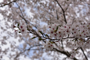 日本の春の桜