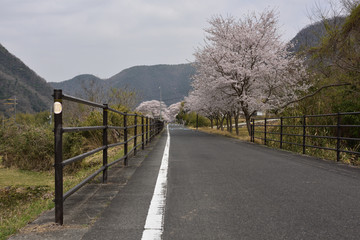 日本の春の桜