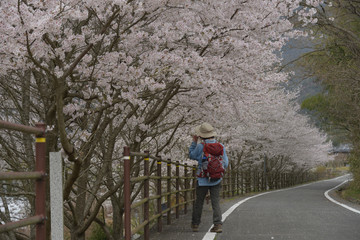 Obraz premium 日本の春の桜