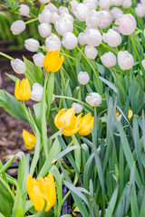 bright and blooming fiela od white and yellow tulips at daytime