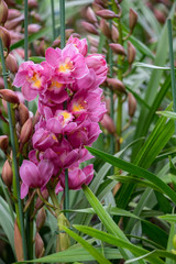 Spring scenes of Pink Cymbidium Orchid blooming flowers in the garden with abstract green soft nature background and wallpaper