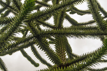 Monkey Puzzle Tree branches