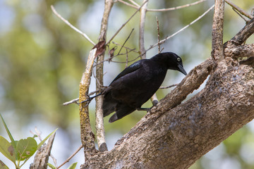 Greater Antillean grackle (Quiscalus niger) - black bird with an yellow eye living in Caribbean