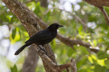 Greater Antillean grackle (Quiscalus niger) - black bird with an yellow eye living in Caribbean