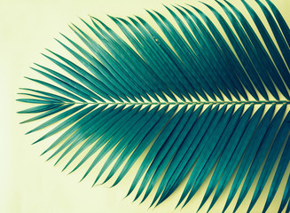 Palm leaves on yellow background