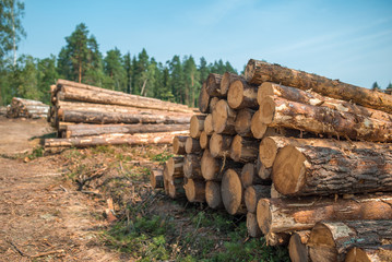 Pile of tree trunks