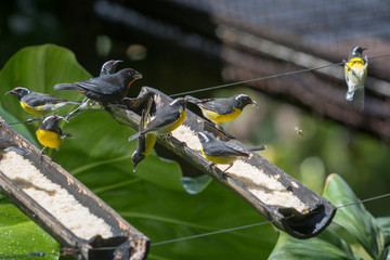 Bananaquit birds (Coereba Flaveola) eating cane sugar from a wooden feeder