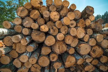 Pile of tree trunks