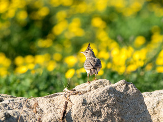 A Crested Lark (Galerida cristata) against the yellow wildflowers of Cyprus