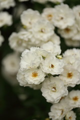 Fototapeta na wymiar White roses blooming in the garden