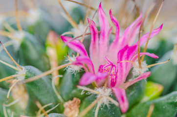 green cactus with a beautiful pink flower with large needles close-up, the habitat of cacti are coastal areas, savannas, semi-deserts and deserts, mountains