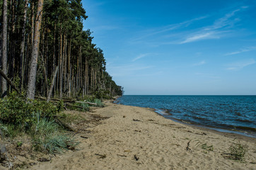 Forest on the beach and the sea