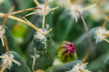 green cactus with a beautiful pink flower with large needles close-up, the habitat of cacti are coastal areas, savannas, semi-deserts and deserts, mountains