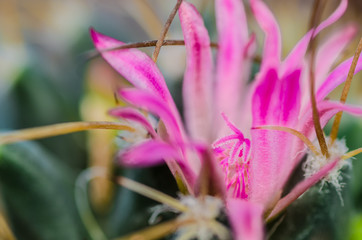 green cactus with a beautiful pink flower with large needles close-up, the habitat of cacti are coastal areas, savannas, semi-deserts and deserts, mountains
