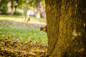 Squirrel in a tree in one of the parks in the city of Novi Sad - Serbia 