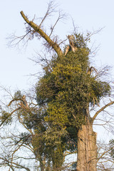Green mistletoe on branches of a tree.