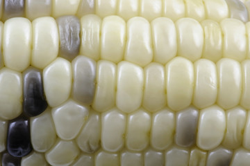 abstract texture corn background
