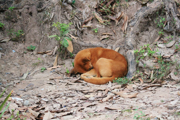 Dog sleep on the soil floor