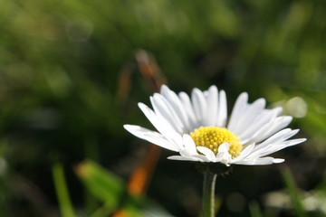 Obraz premium Gänseblümchen