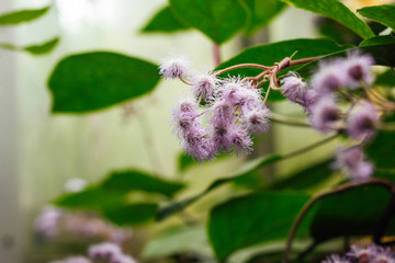 Ageratum - flowering shrub with small fluffy purple flowers.