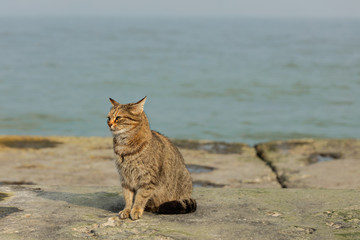 Funny grey cat on the beach against the sea.