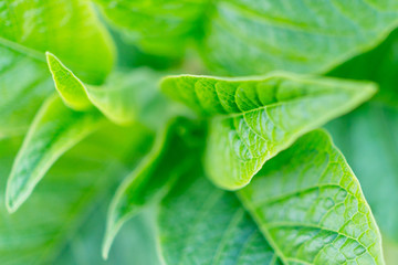 Pormenor de folhas verdes