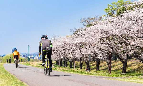 春の多摩川　サイクリングロード