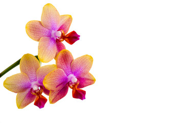 Close up of multiple pink and purple Phalaenopsis Orchid blossoms isolated on white background, copy space on right