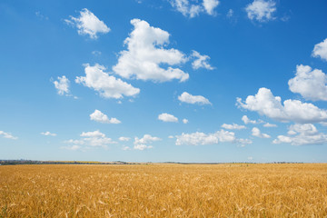 yellow wheat grows in a field, a blue sky with clouds, agriculture