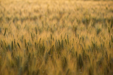 wheat ripens in the field, agriculture, wheat field