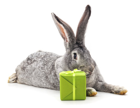 Grey rabbit and gift.