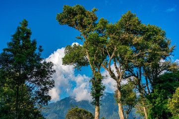Treetops in the blue sky