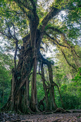 Giant tropical tree