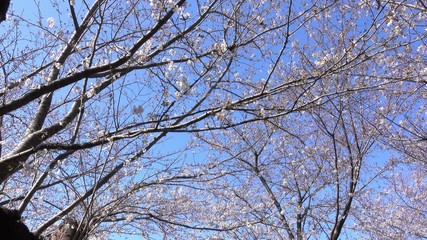4K・桜の木々と青空_06-51