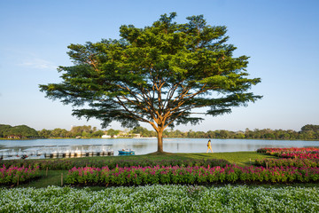 Vertical gardening in harmony with nature in the park.