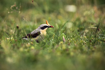 The northern wheatear or wheatear (Oenanthe oenanthe) sitting in the grass with a worm in the beak