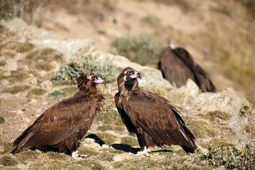 The cinereous vulture (Aegypius monachus) also known as the black vulture, monk or Eurasian black vulture sitting on the feeding place. Pair of the vultures on the edge of the rock.