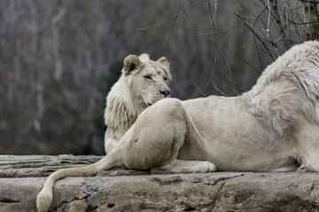 the lion or panthera leo