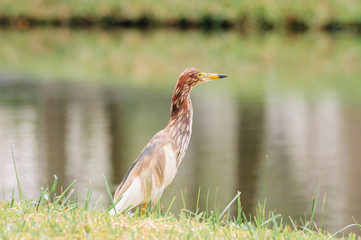 Chinese pond heron