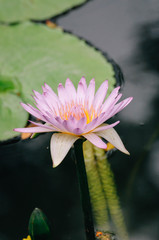Close up pink lotus and yellow pollen in the evening