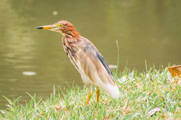 Chinese pond heron