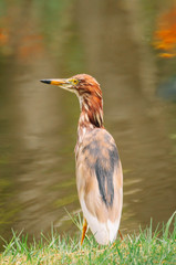Chinese pond heron