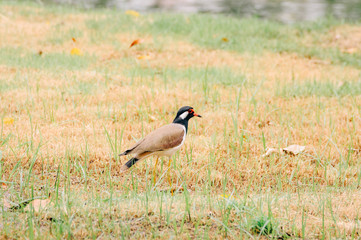 Red-wattled lapwing