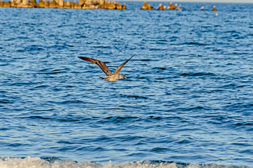 Seagull flying over blue sea water, open wings, beak close up
