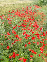 Red wild flowers of Papaver rhoeas (corn poppy, corn rose, field poppy), green wild field, country side