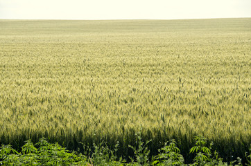 Green and yellow wheat field at countryside, pattern background