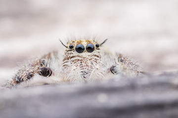 Super macro female Hyllus diardi or Jumping spider on rotted wood